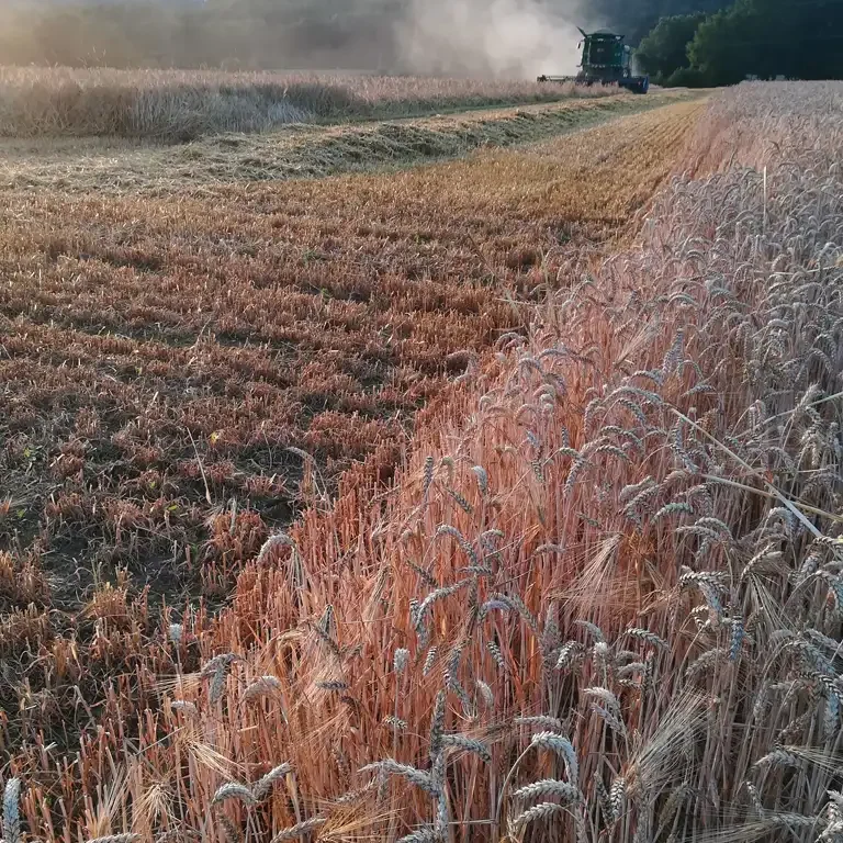 Getreideernte