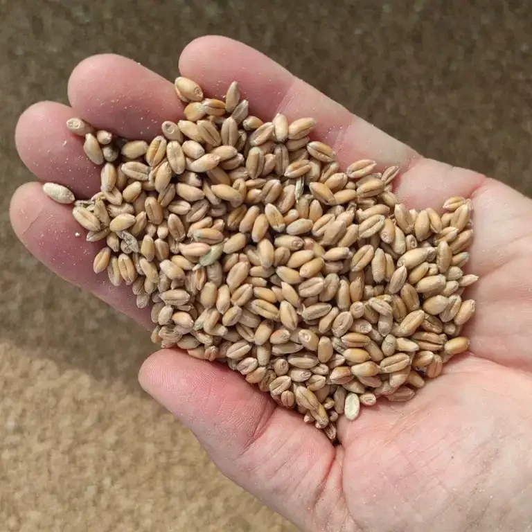 Hafer aus eigenem Anbau