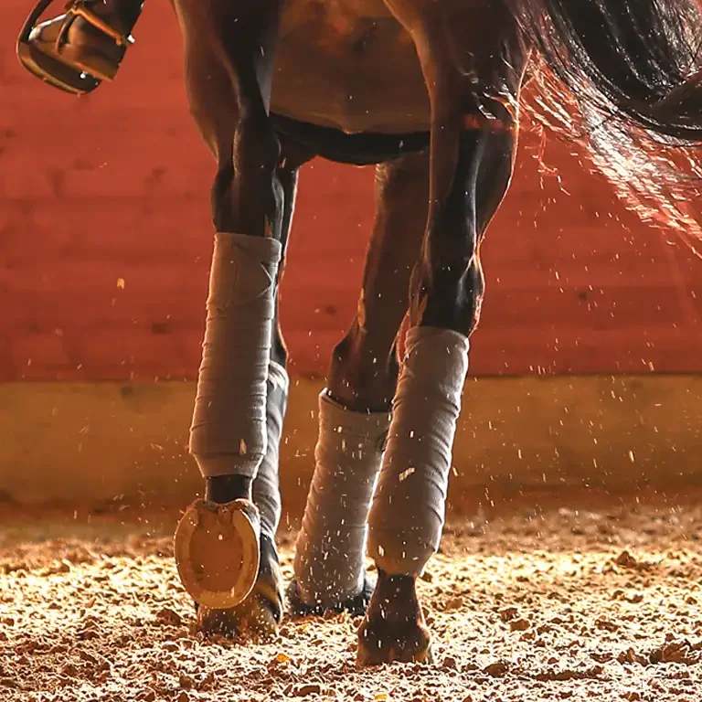 Täglich gepflegte Reitböden